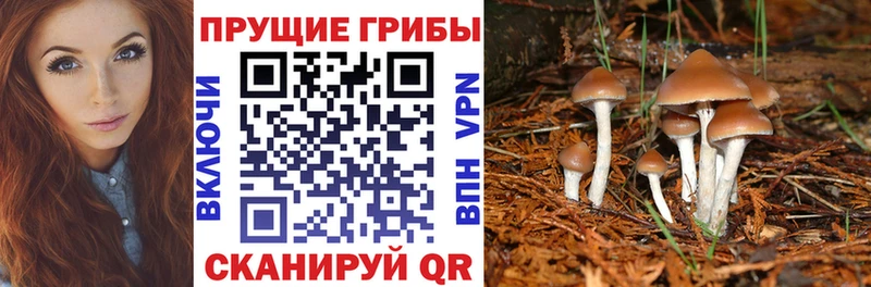 мориарти телеграм  гидра tor  Светогорск  Псилоцибиновые грибы GOLDEN TEACHER 